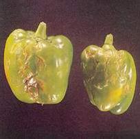 Biber mozaik virüsünden kaynaklanan şekil bozukluğu ve nekrotik lekeler.